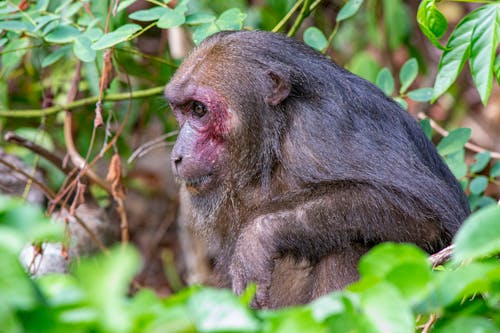 Základová fotografie zdarma na téma arktoidy macaca, detail, džungle