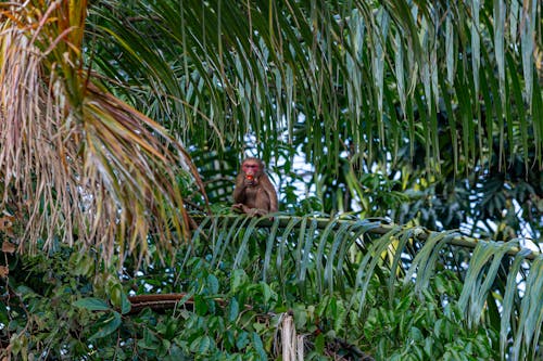 Immagine gratuita di albero, albero di cocco, animale