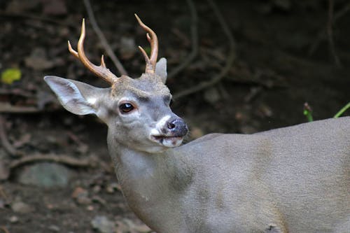 doğa, geyik, vahşi hayvan içeren Ücretsiz stok fotoğraf