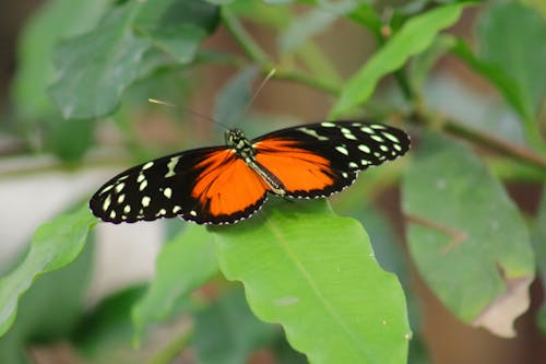 Δωρεάν στοκ φωτογραφιών με έντομο, πεταλούδα, φύση