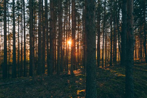 Free Scenic view of woods with high green trees with curved roots among plants at sunrise Stock Photo