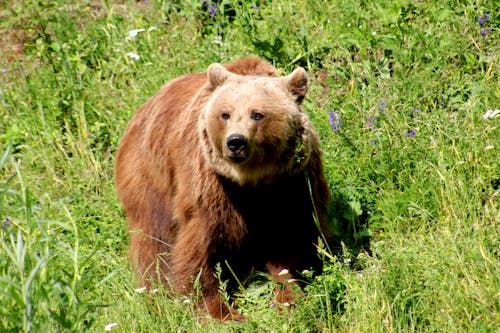Δωρεάν στοκ φωτογραφιών με άγριο ζώο, αρκούδα, φύση