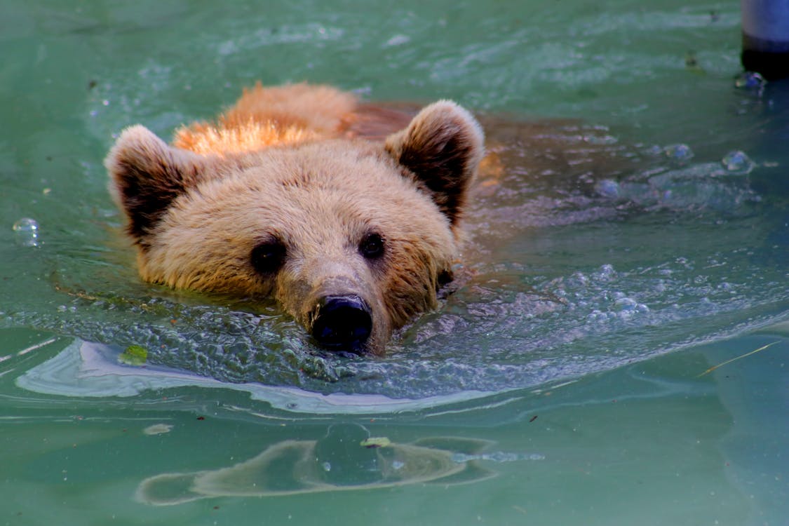 Grizzly Bear Swimming in Water · Free Stock Photo