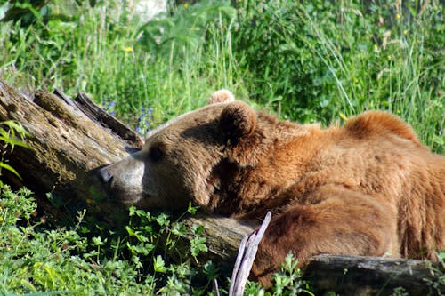 ayı, doğa, vahşi hayvan içeren Ücretsiz stok fotoğraf