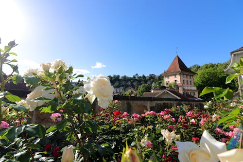 Free stock photo of beautiful flowers, old town Stock Photo