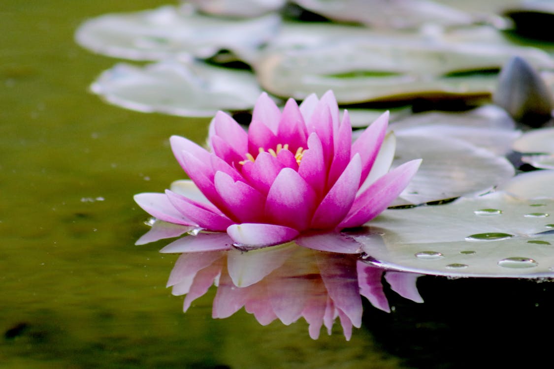 Розовый цветок кувшинки на воде