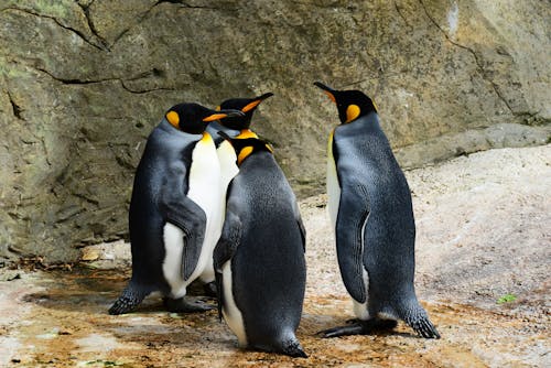 Ilmainen kuvapankkikuva tunnisteilla eläimet, kuningas pingviinit, lähikuva