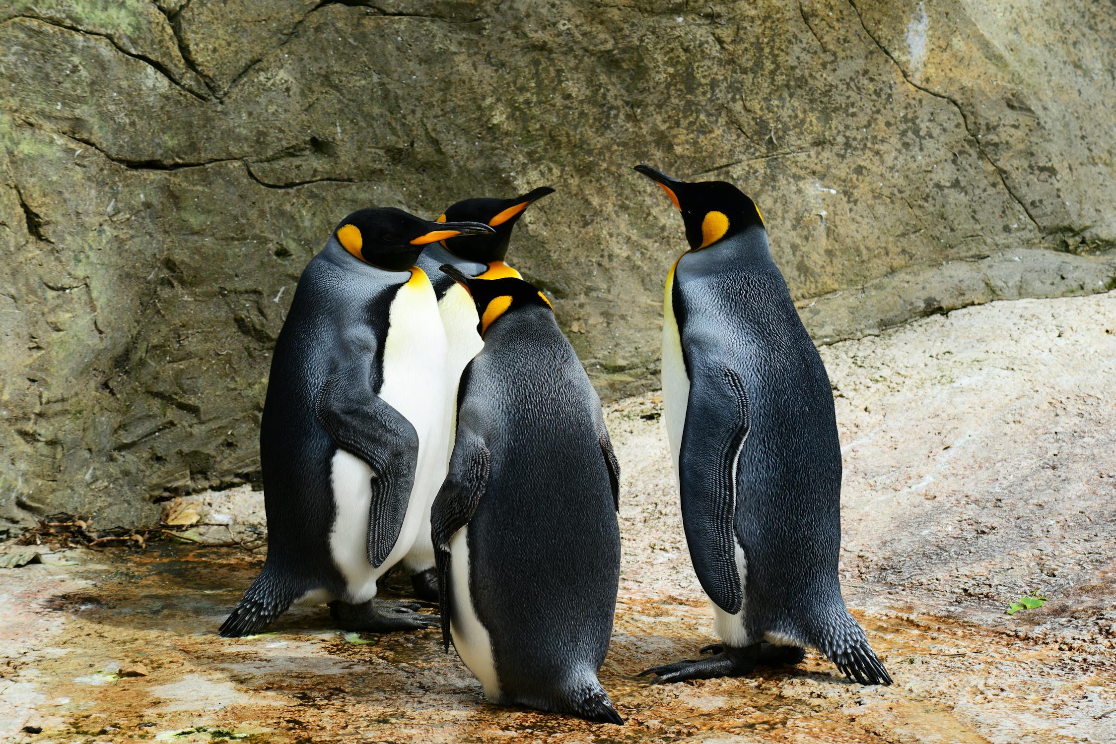 Group of Penguins · Free Stock Photo