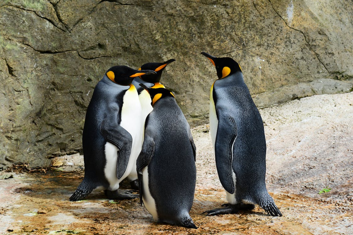 Free Group of Penguins Stock Photo