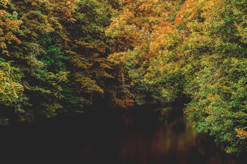 Бесплатное стоковое фото с вода, деревья, лес