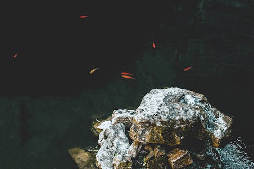 balıklar, gölet, Kaya içeren Ücretsiz stok fotoğraf