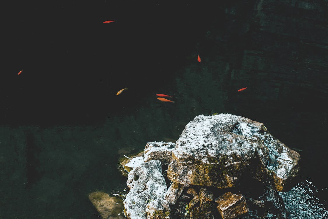 Free stock photo of fishes, pond, rock
