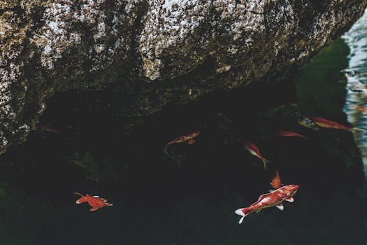 锦鲤在清澈的池塘中优雅地游动，池塘旁有一块巨大的天然岩石，展现出与自然的和谐
