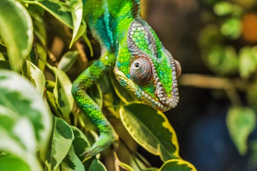 Free Green Reptile on Green Leaf Stock Photo