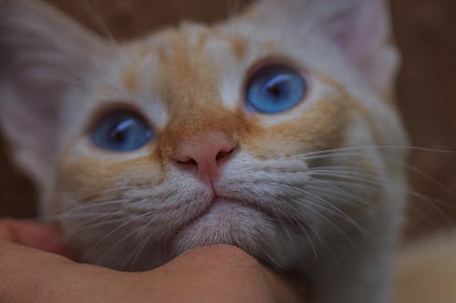 Muzzle of cute cat with blue eyes