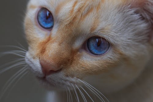 From above of adorable attentive pedigreed cat with blue eyes looking at camera