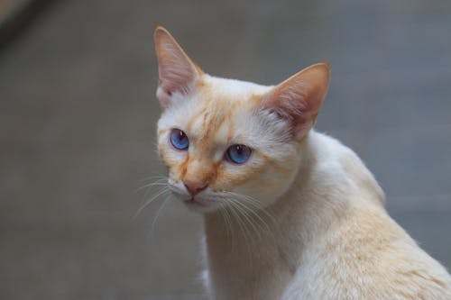 Foto d'estoc gratuïta de adorable, bigotis, bufó