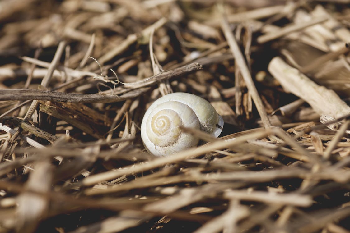 Free stock photo of hay, macro, nature