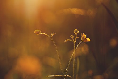 オレンジの花びらの花のセレクティブフォーカス写真