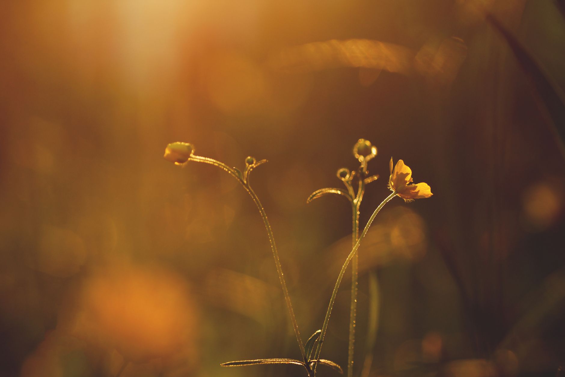 Selective-focus Photography of Orange Petaled Flower