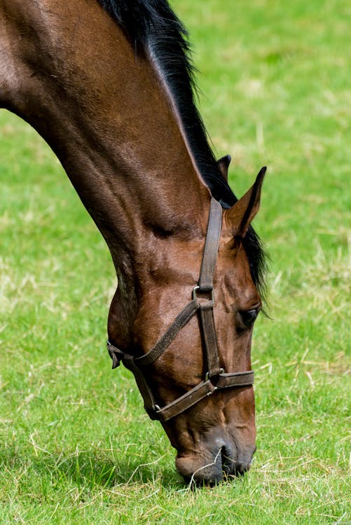 gratis Bruin En Zwart Paard Op Groen Grasveld Stockfoto