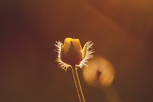 Yellow Rose Flower