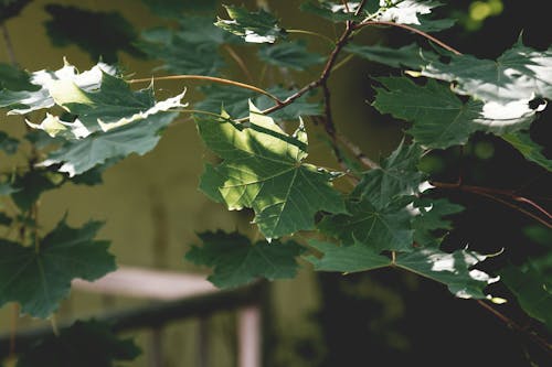Free stock photo of branch, maple, maple leaves