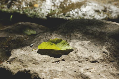 Free stock photo of light and shadow, nature, rock