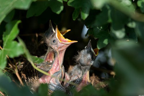 Bird Chicks Opening Mouth