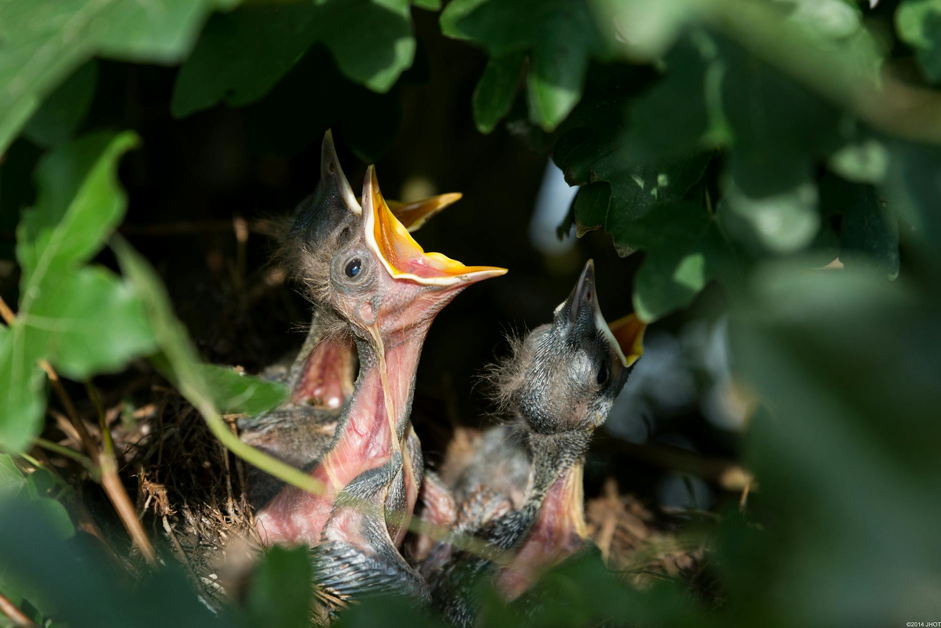 three baby birds in a nest with open mouths