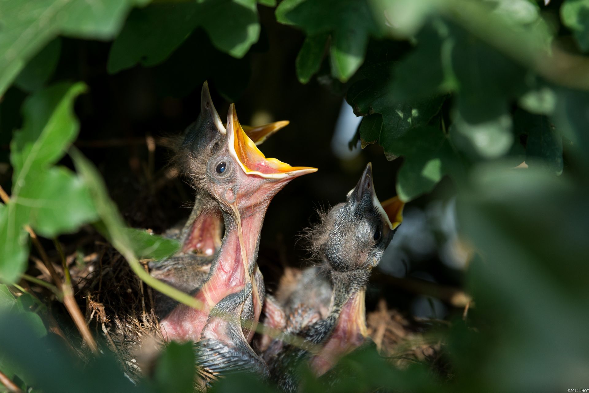 Bird Chicks Opening Mouth