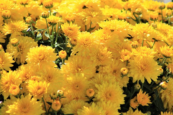 Set de sombras rosadas