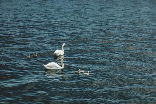 Free stock photo of animals, nature, swans