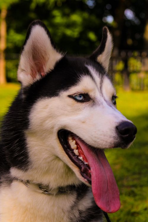 Free Portrait of a lively Siberian Husky with a playful expression and a green outdoor backdrop. Stock Photo