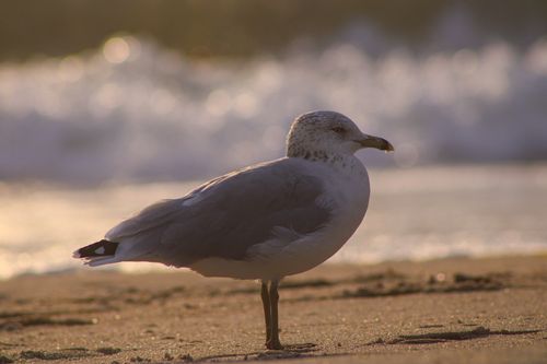 Free A solitary seagull stands on the sandy beach as waves crash in the background. Stock Photo