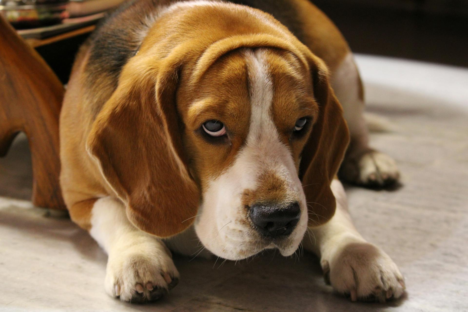 Bruine witte en zwarte beagle