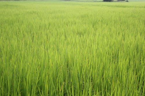 Free stock photo of green field, វាលស្រែរដូវរស្សារ Stock Photo