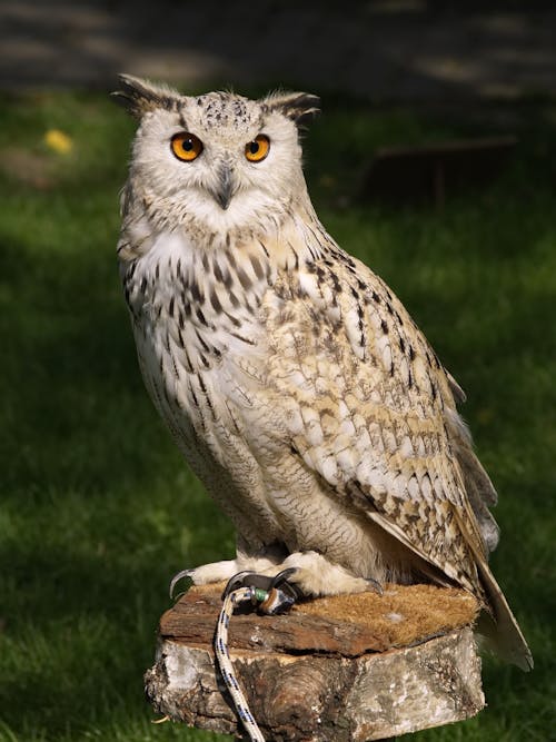 Brown Beige and Black Owl