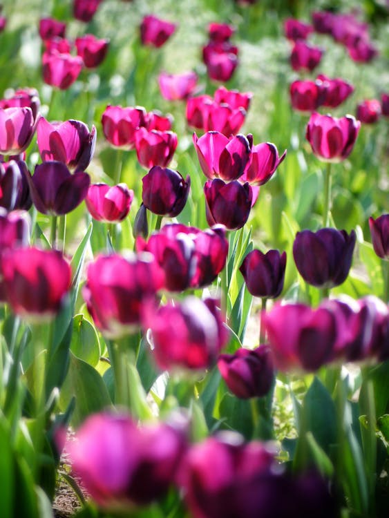 Hoa Tulip Hồng