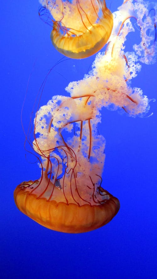 Free Two Brown Jellyfishes Stock Photo