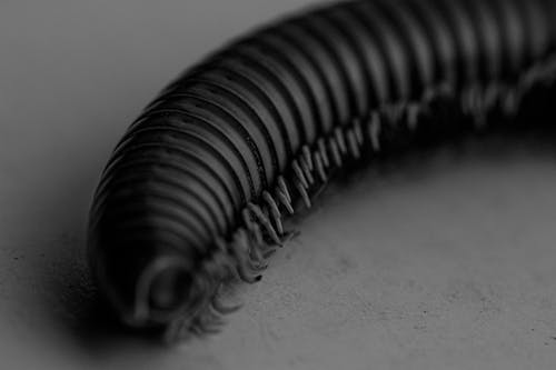 Free Black and white of caterpillar with huge number of legs on white surface Stock Photo