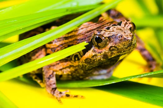 Green Blue Yellow and Orange Frog on Green Leaf · Free ... Green Blue Yellow and Orange Frog on Green Leaf · Free ... - 525 x 350 jpeg 29kB