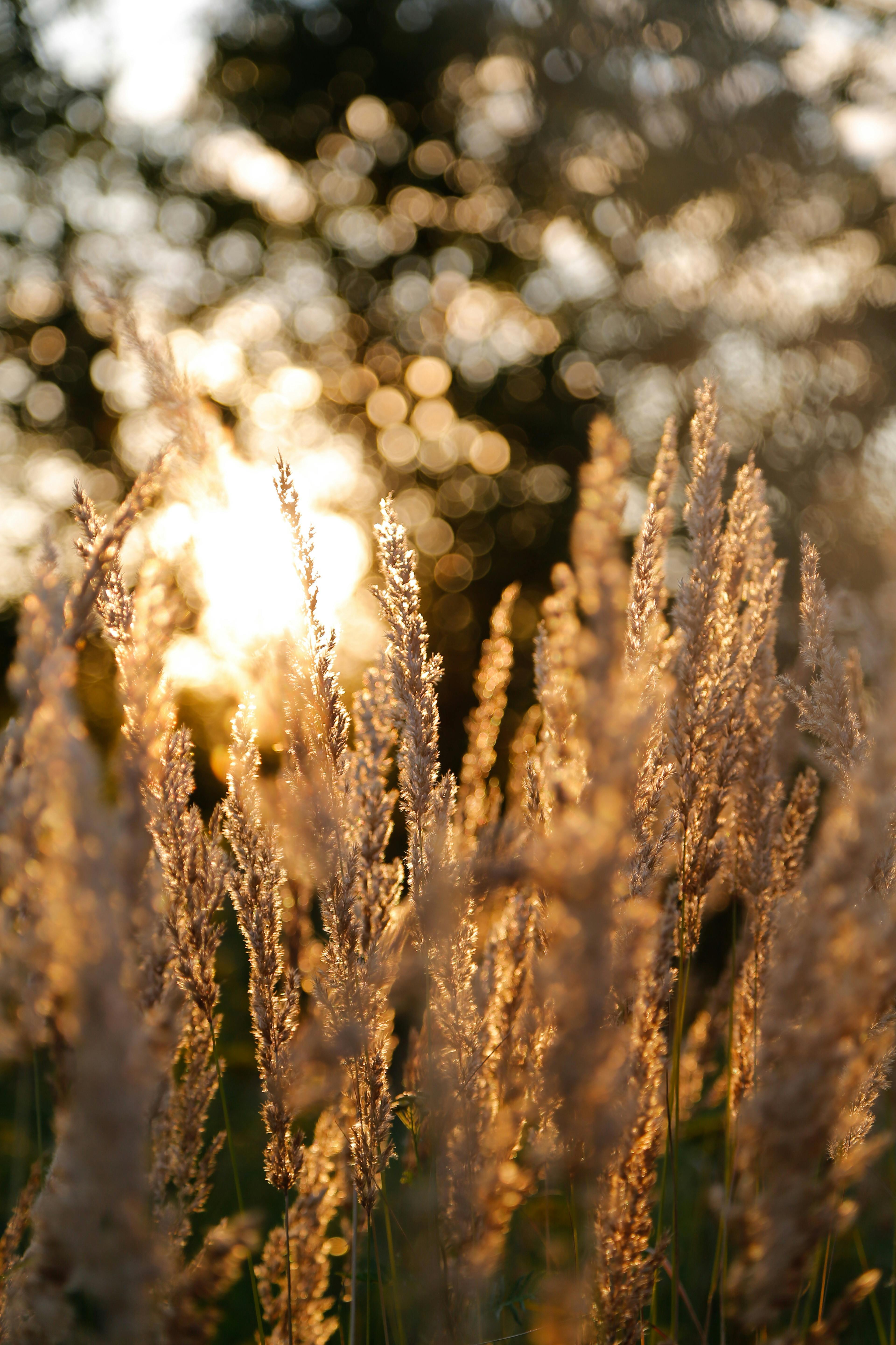 selective focus of brown plant