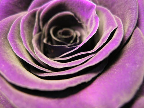1000 interesting purple roses