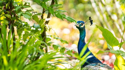 Free Colorful peacock amidst green foliage in a Prague garden, showcasing bright plumage. Stock Photo