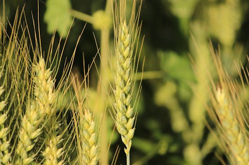 бесплатная Фотография крупным планом рисовой пшеницы Стоковое фото
