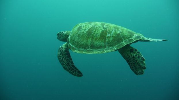An underwater shot of a green sea turtle gracefully swimming in the turquoise ocean waters.