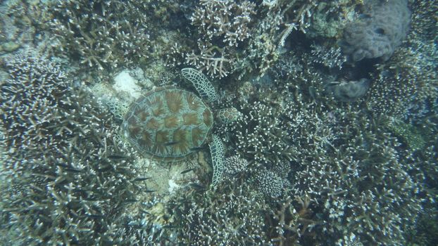 A sea turtle blends with the diverse coral reef underwater, showcasing marine biodiversity.