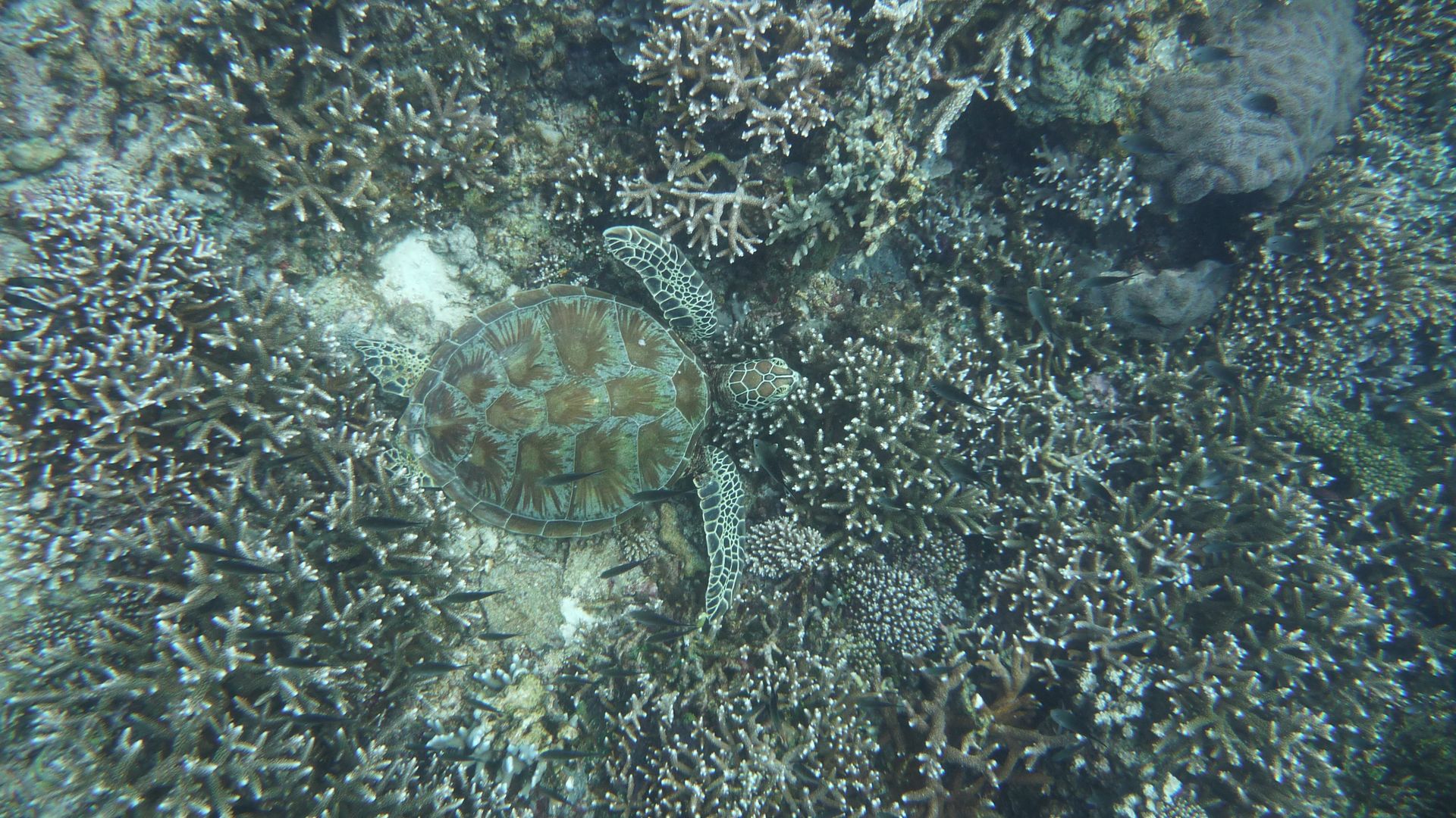 A sea turtle blends with the diverse coral reef underwater, showcasing marine biodiversity.