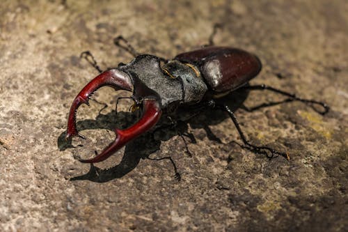 Безкоштовне стокове фото на тему «Beetle, lucanus cervus, впритул»